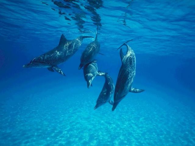 dolphins